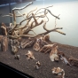 112l - Tree on a slope -  Hanyss