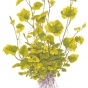 Cardamine lyrata