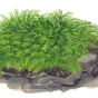 Fissidens fontanus (Phoenix moss)