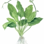 Echinodorus bleheri
