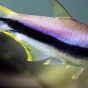 Bystrzyk cesarski, cesarska tetra - Nematobrycon palmeri