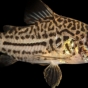 Kirysek lamparci nakrapiany - Corydoras julii