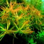 Ludwigia brevipes