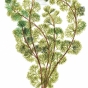 Cabomba caroliniana