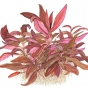 Alternanthera reineckii sp. Mini