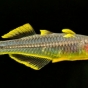 Modrook słoneczny - Pseudomugil furcatus