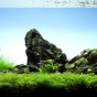 60l - Mark Evans (Tropica)