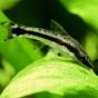 Otosek przyujściowy - Otocinclus affinis