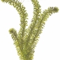 Egeria densa