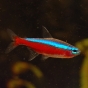Neon czerwony - Paracheirodon axelrodi