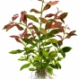 Hygrophila polysperma Rosanervig