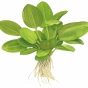 Echinodorus aquartica