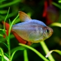 Bystrzyk kolumbijski - Hyphessobrycon Columbianus