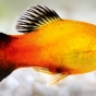 Zmienniak wielobarwny (platka) - Xiphophorus variatus