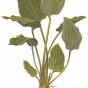 Echinodorus palaefolius