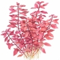 Ludwigia palustris