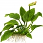 Anubias barteri var. nana