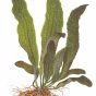 Aponogeton boivinianus