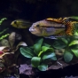 Apistogramma cacatuoides (Pielęgniczka Kakadu)