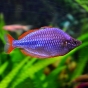 Tęczanka neonowa - Melanotaenia praecox