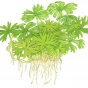Ranunculus inundatus