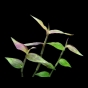 Sphaerocaryum malaccense