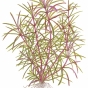 Pogostemon stellata (Eustralis stellata)