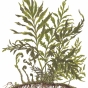Bolbitis heudelotii
