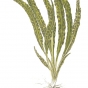 Cryptocoryne crispatula