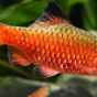 Barbus conchonius (Brzanka różowa)