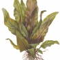 Cryptocoryne undulata Broad Leaves