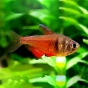 Tetra czerwona - Hyphessobrycon flammeus