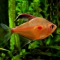 Bystrzyk pereza - Hyphessobrycon erythrostigma