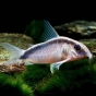 Kirysek strumieniowy (pasiasty) - Corydoras arcuatus