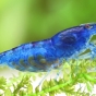 Krewetka Blue Diamond - Neocaridina heteropoda var. Blue Dia