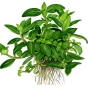 Staurogyne repens