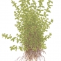 Hemianthus micranthemoides