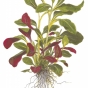 Lobelia cardinalis