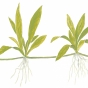 Echinodorus quadricostatus