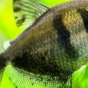Tetra czarna (żałobniczka) - Gymnocorymbus ternetzi