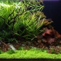 250l - George Farmer i Jurijs Jutjajevs (Tropica)