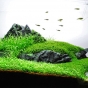 60l - James Starr-Marshall (Tropica)