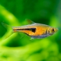 Razbora espei - Trigonostigma espei