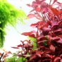 Alternanthera reineckii Rosanervig