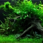 140l - Tropica Aquarium Plants