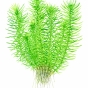Pogostemon erectus