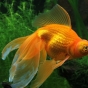 Carassius auratus auratus (Złota rybka)