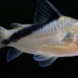 Kirysek plamooki - Corydoras mellini