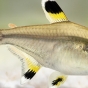 Prystelka barwna - Pristella maxillaris