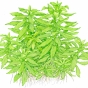 Penthorum sedoides
